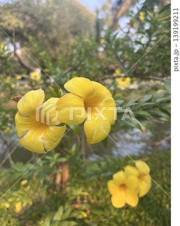 ケララのバックウォーターを背景に、太陽の光を浴びて開花したトロピカルな黄色い花 ケララのバックウォーターを背景に、太陽の光を浴びて開花したトロピカルな黄色い花 139199211