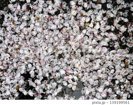 水面を覆い尽くす桜の花びらの儚い美しさ 139199561