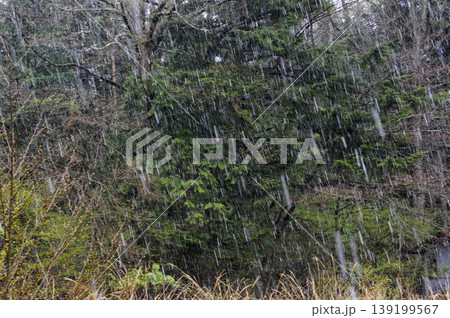 芽吹く林に降る春の雪 芽吹く林に降る春の雪 139199567