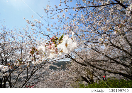 桜、サクラ、さくら 139199760