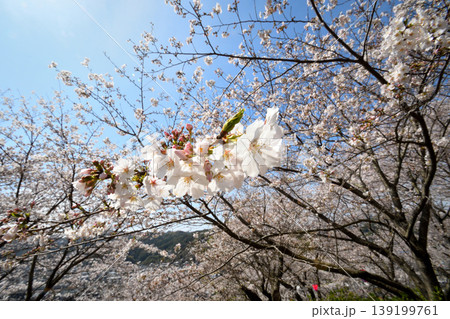 桜、サクラ、さくら 139199761