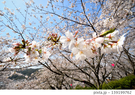 桜、サクラ、さくら 桜、サクラ、さくら 139199762