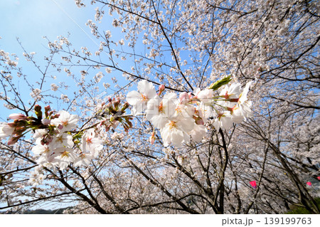 桜、サクラ、さくら 桜、サクラ、さくら 139199763