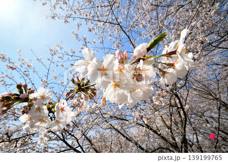 桜、サクラ、さくら 桜、サクラ、さくら 139199765
