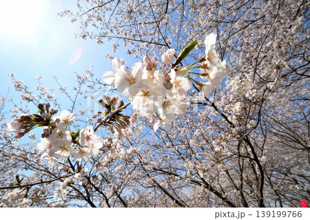 桜、サクラ、さくら 桜、サクラ、さくら 139199766