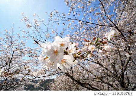 桜、サクラ、さくら 桜、サクラ、さくら 139199767