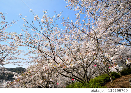 桜、サクラ、さくら 桜、サクラ、さくら 139199769