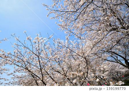 桜、サクラ、さくら 桜、サクラ、さくら 139199770
