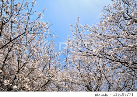 桜、サクラ、さくら 139199771