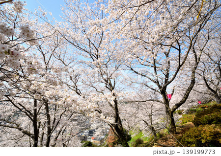 桜、サクラ、さくら 桜、サクラ、さくら 139199773