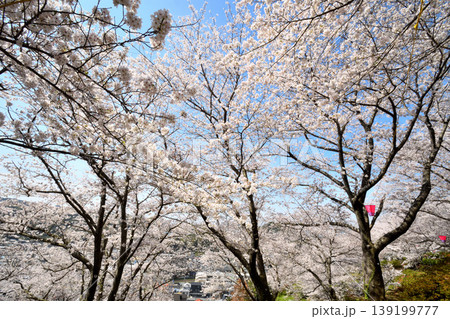 桜、サクラ、さくら 桜、サクラ、さくら 139199777
