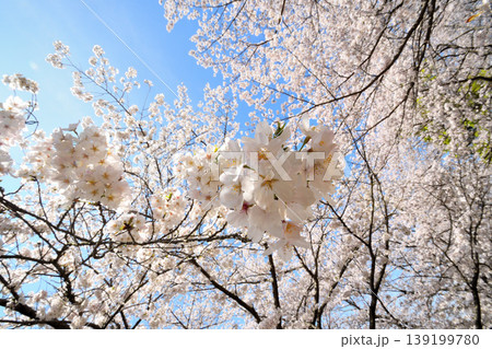 桜、サクラ、さくら 桜、サクラ、さくら 139199780