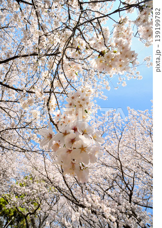 桜、サクラ、さくら 桜、サクラ、さくら 139199782