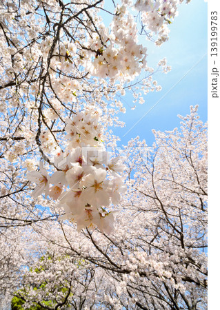 桜、サクラ、さくら 桜、サクラ、さくら 139199783