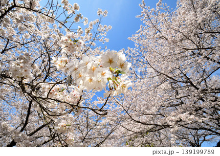 桜、サクラ、さくら 桜、サクラ、さくら 139199789