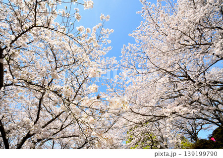 桜、サクラ、さくら 桜、サクラ、さくら 139199790