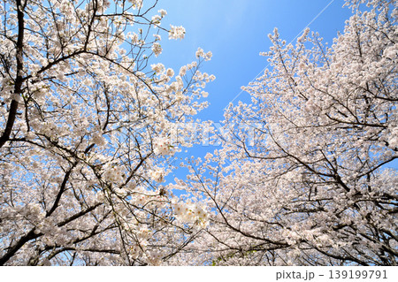 桜、サクラ、さくら 桜、サクラ、さくら 139199791