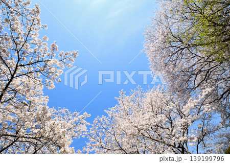 桜、サクラ、さくら 桜、サクラ、さくら 139199796