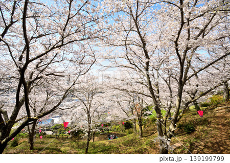 桜、サクラ、さくら 桜、サクラ、さくら 139199799