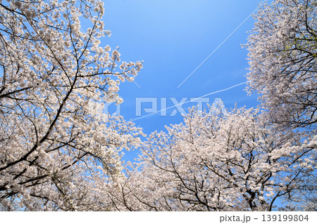 桜、サクラ、さくら 139199804