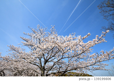 桜、サクラ、さくら 139199806