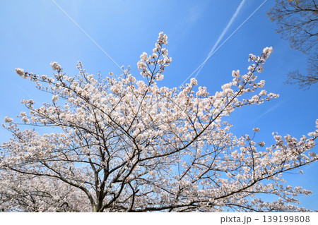 桜、サクラ、さくら 桜、サクラ、さくら 139199808