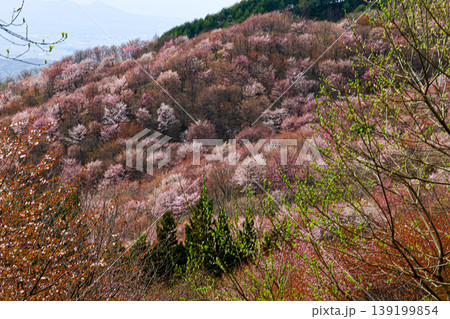山桜の風景 山桜の風景 139199854
