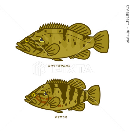 オヤニラミとコウライオヤニラミのイラスト オヤニラミとコウライオヤニラミのイラスト 139199915