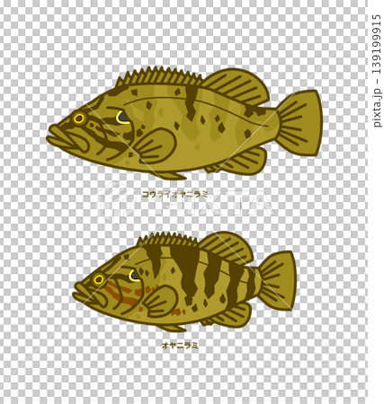 オヤニラミとコウライオヤニラミのイラスト オヤニラミとコウライオヤニラミのイラスト 139199915
