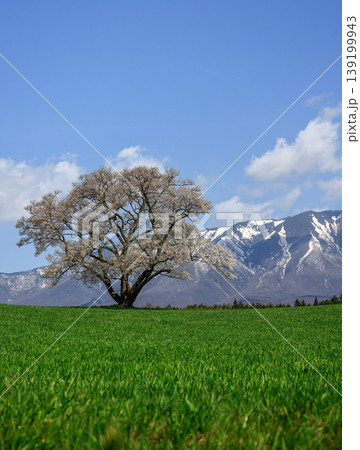 岩手山と一本桜 岩手山と一本桜 139199943