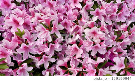 咲き誇るピンクのツツジが埋め尽くす花壇 咲き誇るピンクのツツジが埋め尽くす花壇 139199944