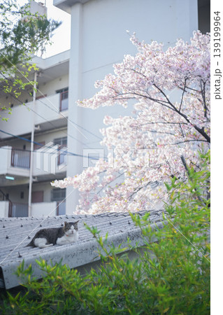 桜のあるマンションの風景と猫 桜のあるマンションの風景と猫 139199964