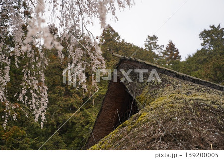 高麗神社旧高麗家住宅の枝垂れ桜 139200005