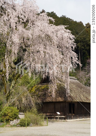 高麗神社旧高麗家住宅の枝垂れ桜 139200006