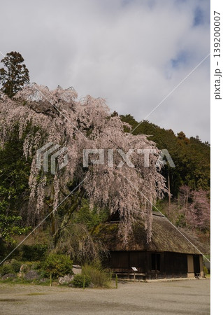 高麗神社旧高麗家住宅の枝垂れ桜 139200007