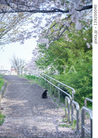桜の花びらが散る遊歩道と猫 桜の花びらが散る遊歩道と猫 139200040