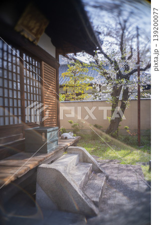 桜のあるお寺の縁側でお昼寝する猫 桜のあるお寺の縁側でお昼寝する猫 139200077