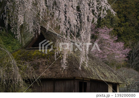 高麗神社旧高麗家住宅の枝垂れ桜 高麗神社旧高麗家住宅の枝垂れ桜 139200080