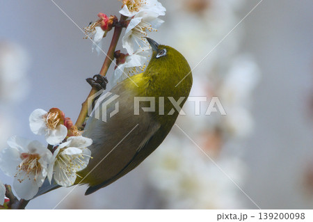 梅の花の蜜を吸うメジロ 139200098
