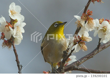 梅の花の蜜を吸うメジロ 139200101