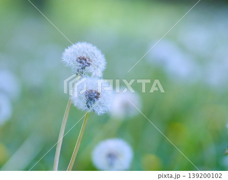 白いタンポポの綿毛 139200102