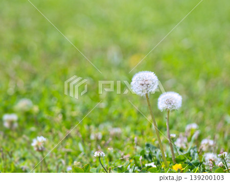 春の野原に咲くタンポポの白い綿毛 139200103