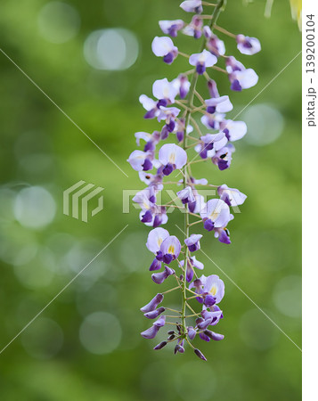 藤の花と玉ボケ 139200104