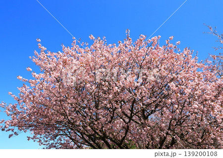 金沢　兼六園の桜 139200108