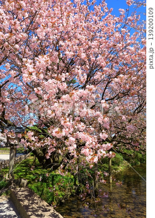 金沢　兼六園の桜 139200109