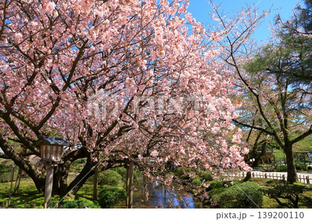 金沢　兼六園の桜 139200110