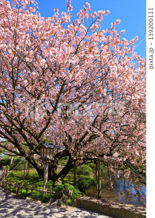 金沢　兼六園の桜 139200111
