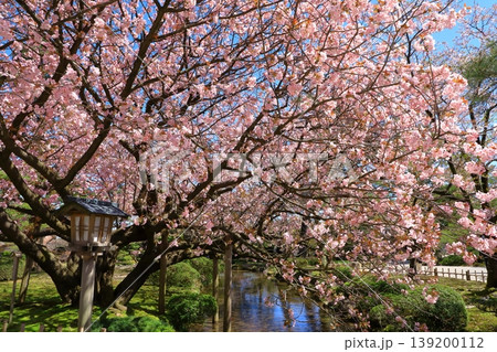 金沢 兼六園の桜 金沢 兼六園の桜 139200112