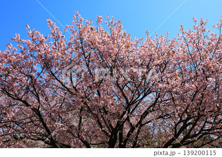 金沢　兼六園の桜 139200115