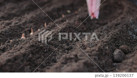 Close up puts the seeds in the ground in the backyard of the house. The woman plants flowers in the garden. 139200137